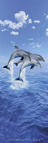 Marcos para cuadros laminas enmarcados, Three dolphins